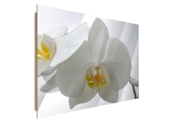 Настенная картина White orchids 80x120 см