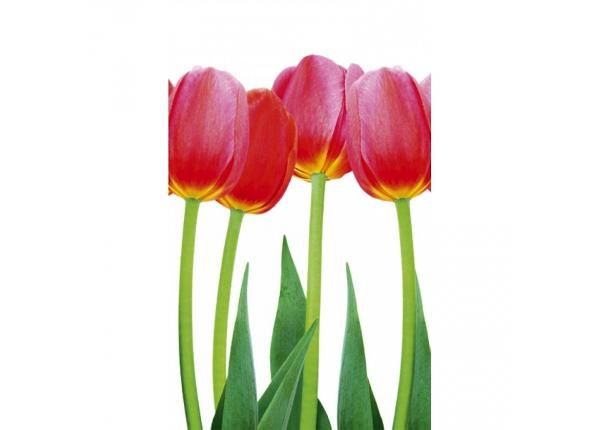 Флизелиновые фотообои Bed of tulips 150x250 см