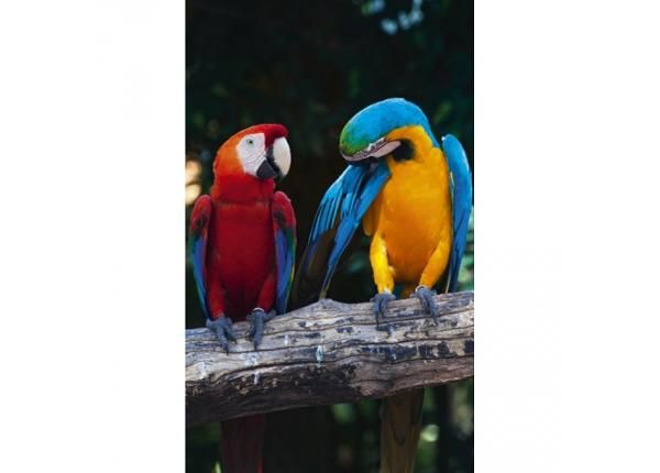 Флизелиновые фотообои Colourful macaw 150x250 см