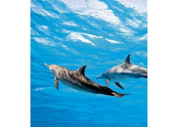 Флизелиновые фотообои Dolphins 225x250 см