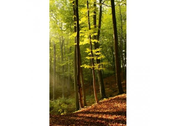 Флизелиновые фотообои Forest 150x250 см