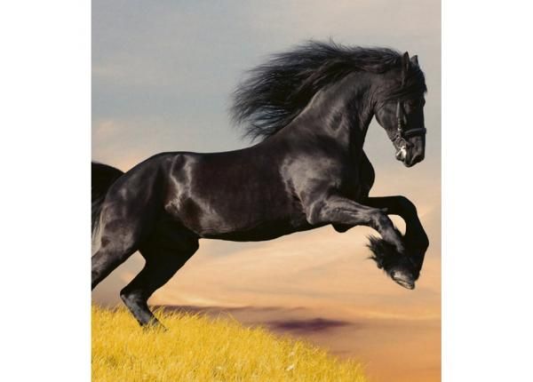 Флизелиновые фотообои Horse 225x250 см