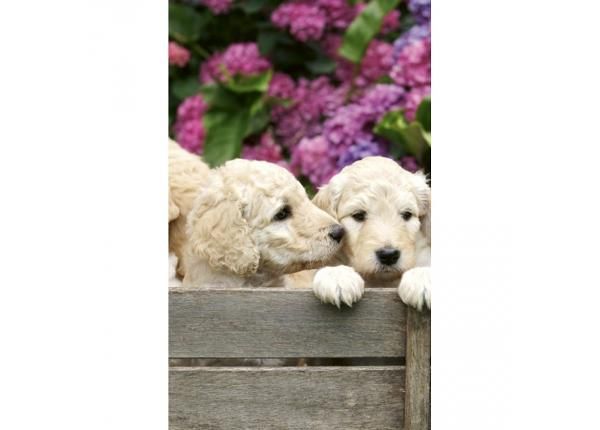 Флизелиновые фотообои Labrador puppies 150x250 см