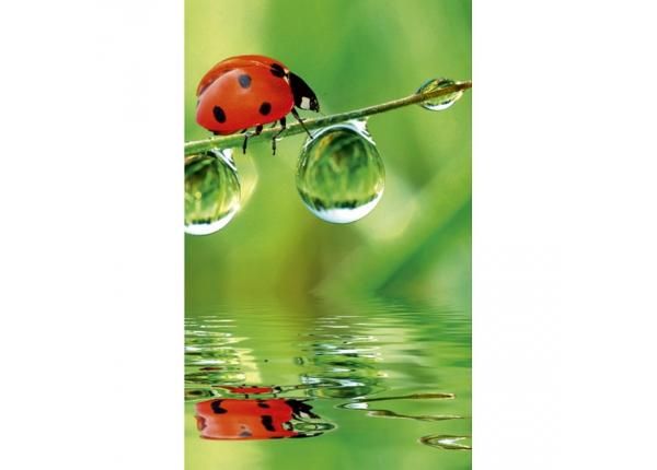 Флизелиновые фотообои Ladybird 150x250 см