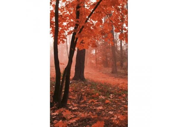Флизелиновые фотообои Misty forest 150x250 см