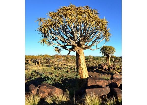 Флизелиновые фотообои Namibia 225х250 см