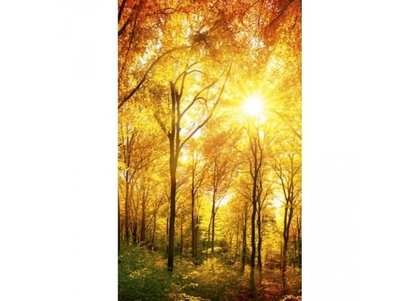 Флизелиновые фотообои Sunny forest 150x250 см