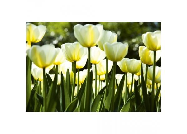 Флизелиновые фотообои White tulips 375x250 см