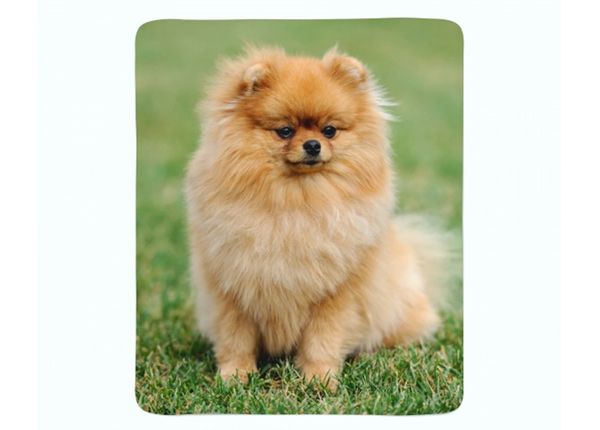 Флисовый плед Pomeranian Dog 130x150 см