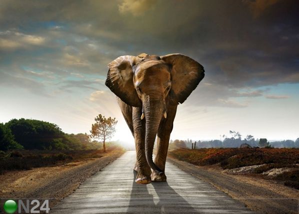 Флизелиновые фотообои Big elephant 360x270 см