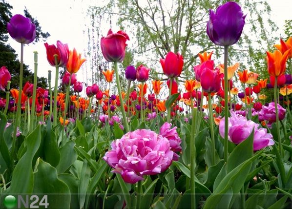 Флизелиновые фотообои Tulips and peonies 360x270 см