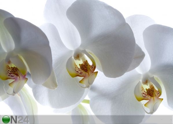 Флизелиновые фотообои White orchid 360x270 см