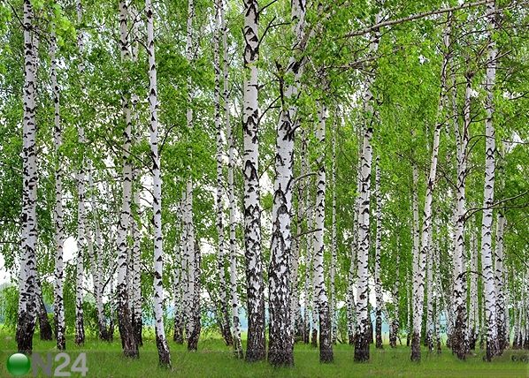 Фотообои Birch 360x254 см