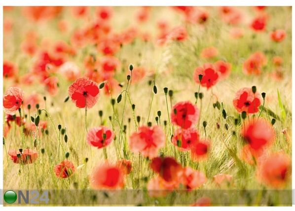 Фотообои Dream of poppies 400x280 см