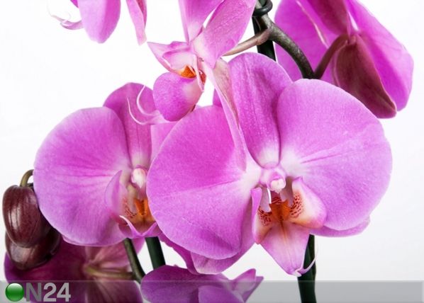 Фотообои Purple orchid 360x254 см
