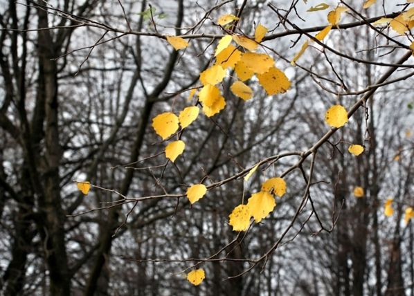 Флизелиновые фотообои Yellow leaves 360x270 см