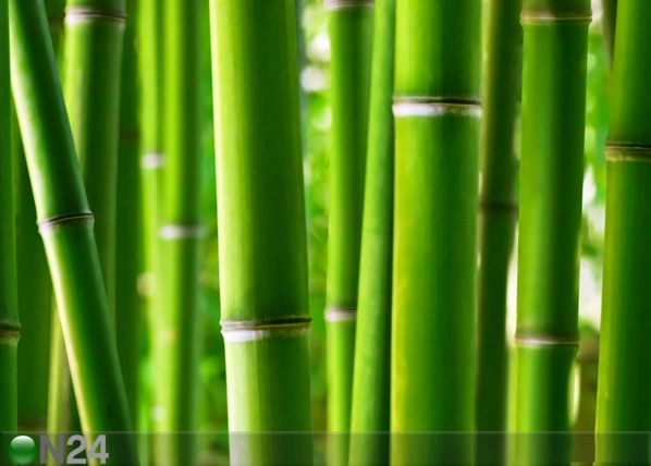 Фотообои Bambus 360x254 см