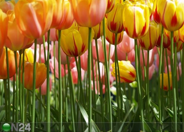 Фотообои Tulips 360x254 см