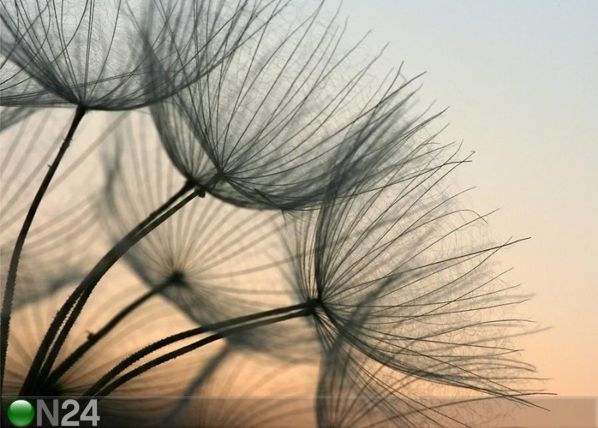 Флизелиновые фотообои Dandelion closeup 360x270 cm