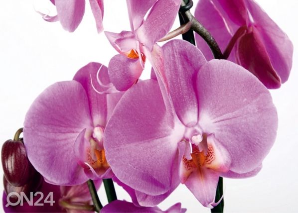 Флизелиновые фотообои Orchids 2 360x270 см