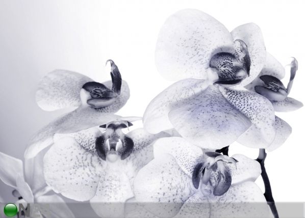 Флизелиновые фотообои Orchids 3 360x270 см