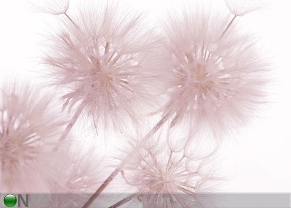 Фотообои Flowers closeup 360x254 cm