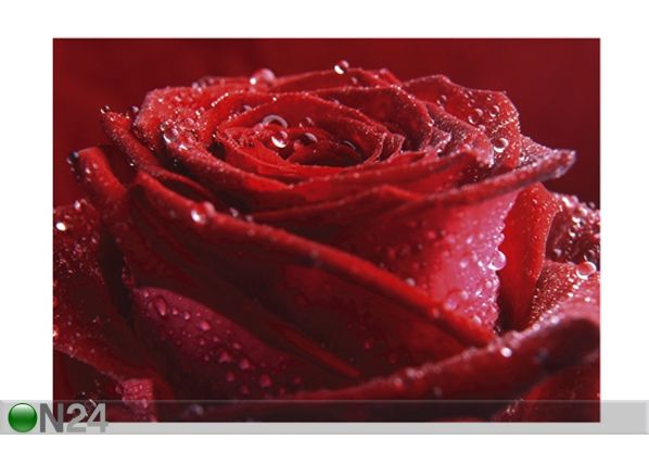 Фотообои Proud red rose 400x280cm