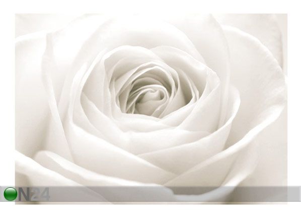Фотообои The white rose 400x280 см