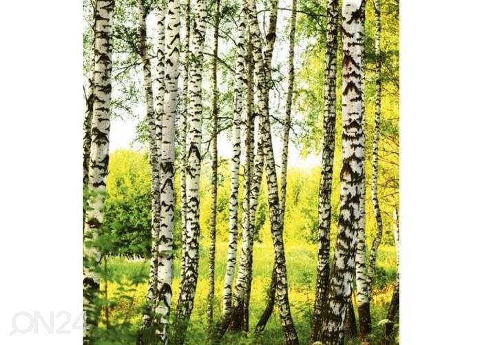 Флизелиновые фотообои Birch forest 225x250 см увеличить