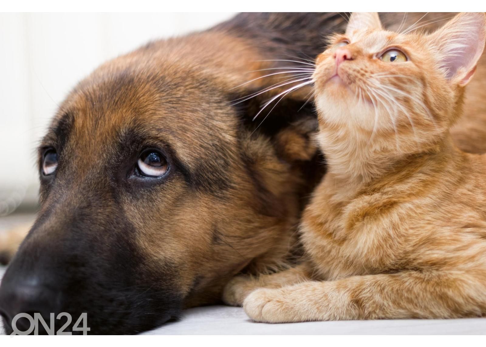 Флизелиновые фотообои Cat And Dog Together увеличить