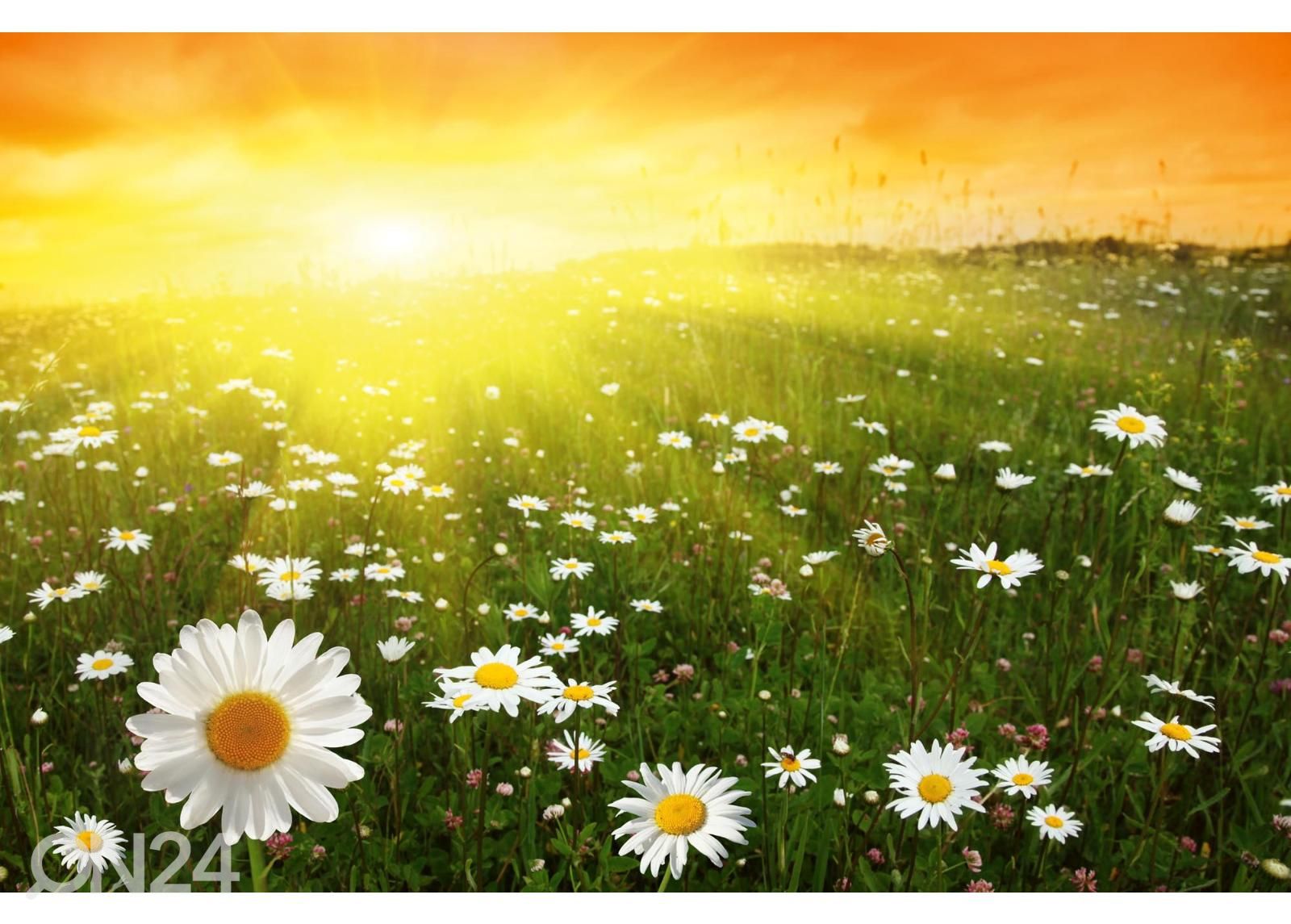 Флизелиновые фотообои Flower Field In Sunset увеличить