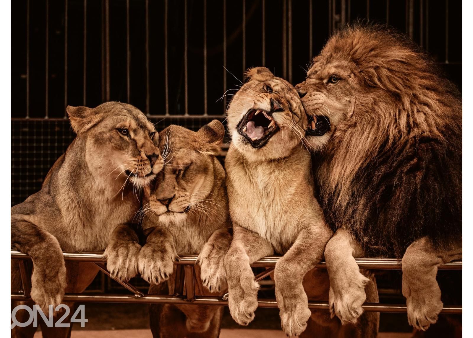 Флизелиновые фотообои Lion And Three Lioness увеличить