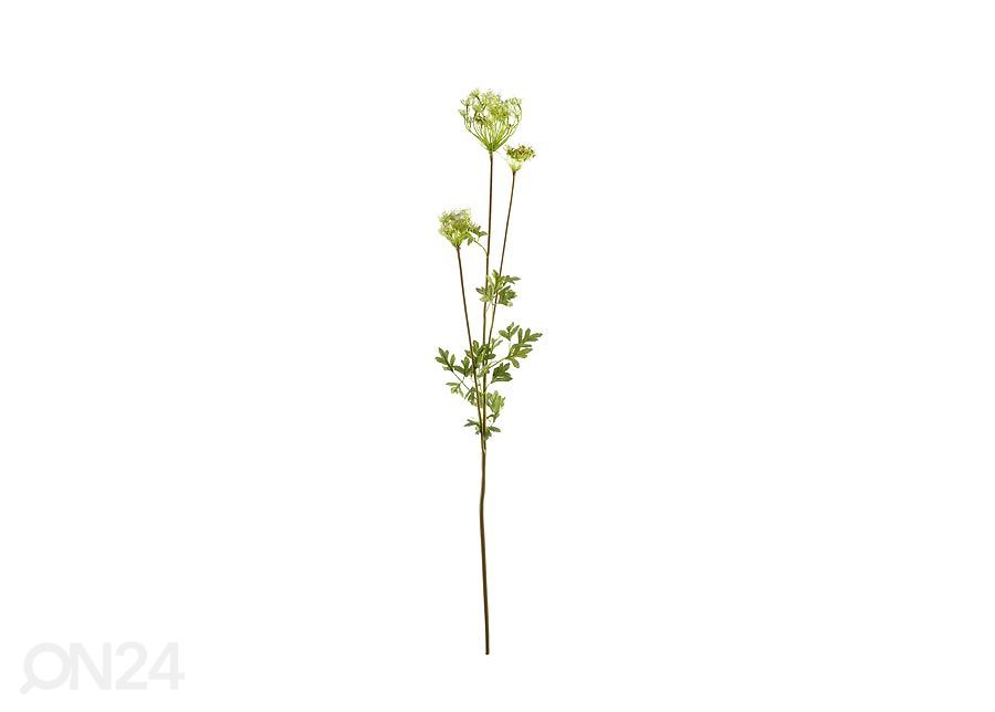 Queen Ann Lace 2 шт увеличить