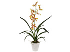 Орхидея Oncidium 75 см