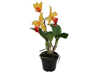 Орхидея Cattleya 32 см SH-18030