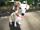 Картина Jack Russell Terrier 133x100 см