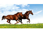 Картина Horses Gallop 71x40 см