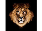 Картина Lion 40x40 см