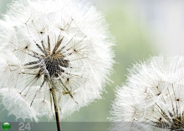 Флизелиновые фотообои Dandelion 360x270 см