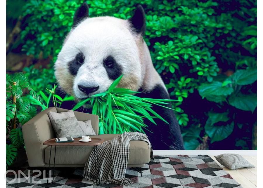 Флизелиновые фотообои Giant Panda 368x254 см увеличить