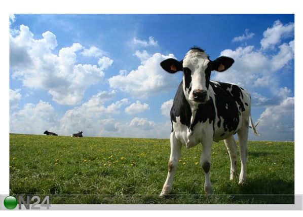 Картина Cow In Pasture 60x40 см