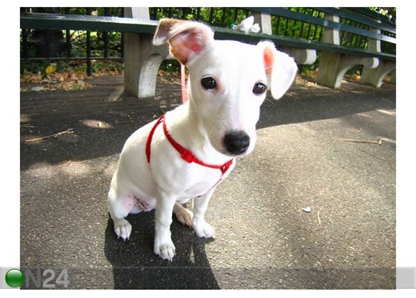 Картина Jack Russell Terrier 53x40 см