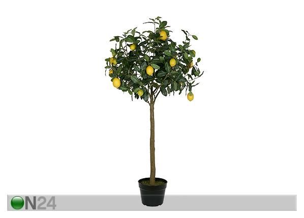 Лимонное дерево 140 см