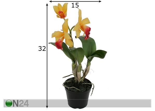 Орхидея Cattleya 32 см размеры