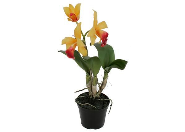 Орхидея Cattleya 32 см
