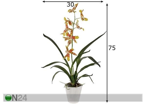 Орхидея Oncidium 75 см размеры