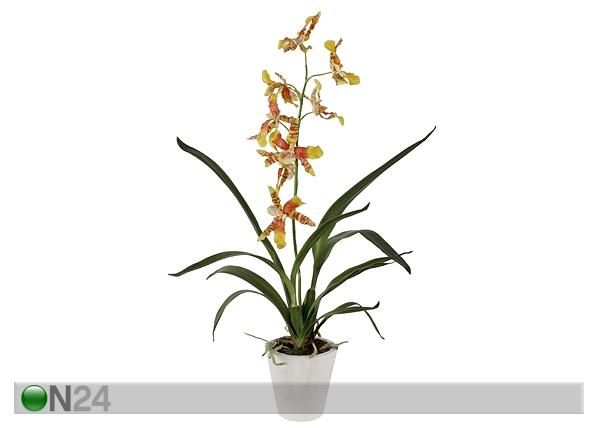 Орхидея Oncidium 75 см