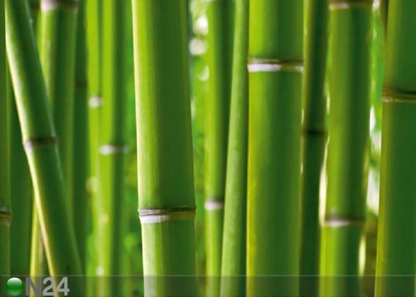 Флизелиновые фотообои Bamboo 360x270 см