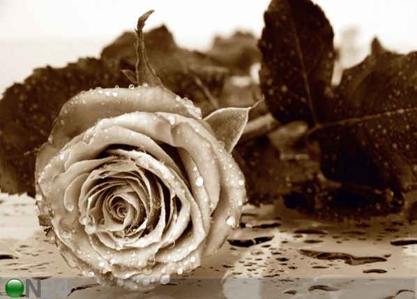 Флизелиновые фотообои Roses 360x270 см