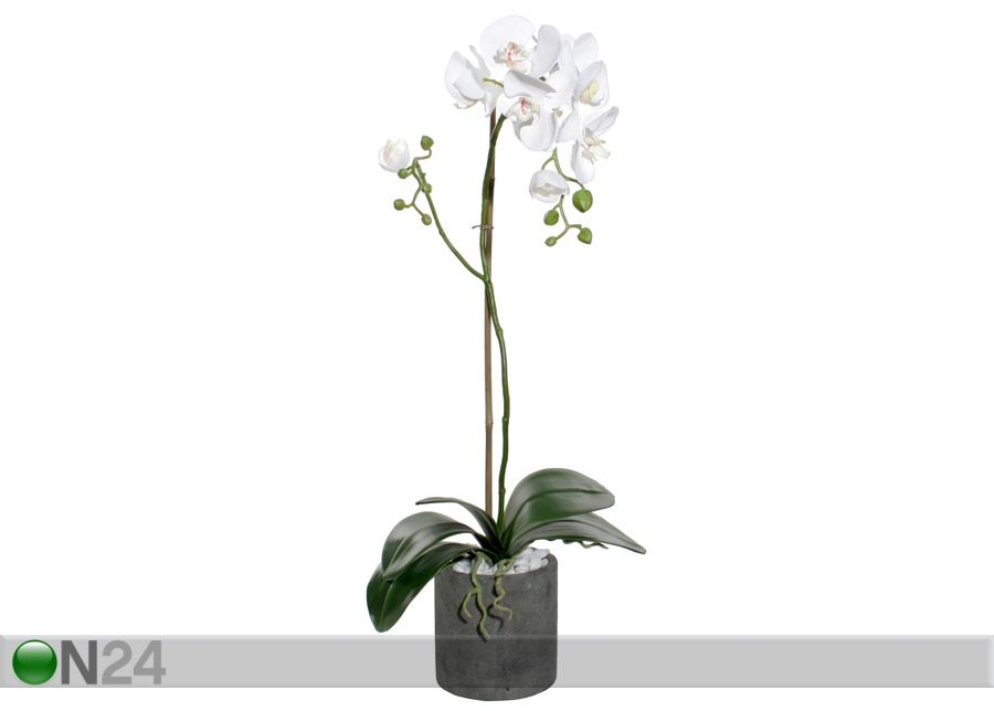Белая орхидея увеличить